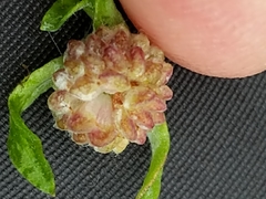 Psilocarphus elatior