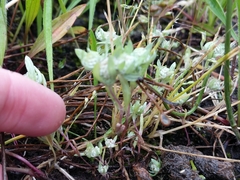 Psilocarphus elatior