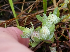 Psilocarphus elatior