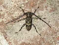 Graphisurus fasciatus