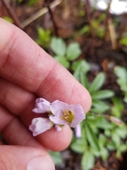 Cardamine nuttallii