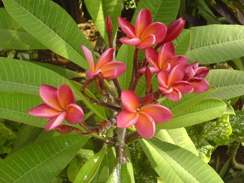 Mexican Plumeria (Plants of Guam and the CNMI) · iNaturalist