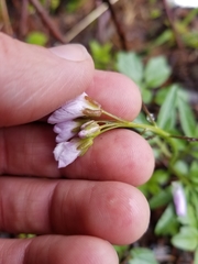 Cardamine nuttallii