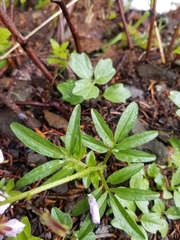 Cardamine nuttallii