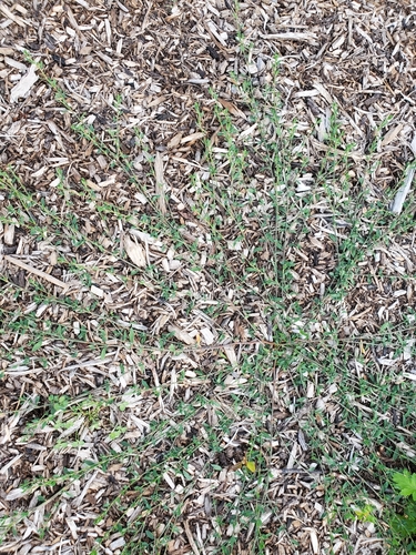 Oval-leaf knotweed (Polygonum arenastrum)