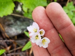 Cardamine nuttallii