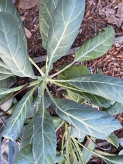 Brassica oleracea viridis