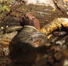 Monadenia infumata