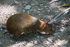 Dasyprocta ruatanica