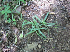 Carex glaucodea