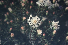 Pimelea brevistyla minor