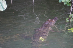 Crocodylus moreletii