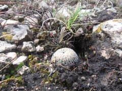 Mammillaria pectinifera