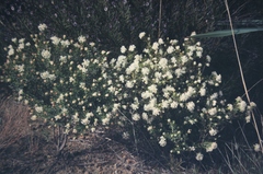 Pimelea brevistyla minor