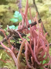 Exobasidium parvifolii