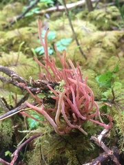 Exobasidium parvifolii