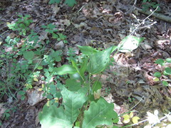 Dichanthelium boscii