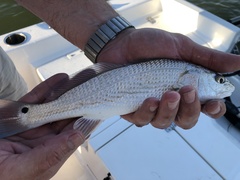 Sciaenops