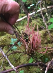 Exobasidium parvifolii