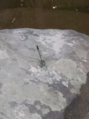 Arigomphus