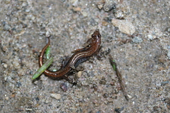 Desmognathus aeneus