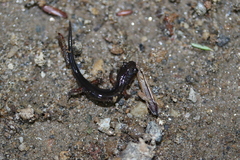 Plethodon shermani