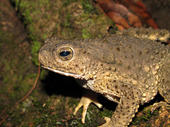 Phrynoidis juxtasper