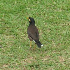Acridotheres tristis melanosternus