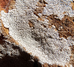 Lecanora oreinoides