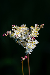 Filipendula