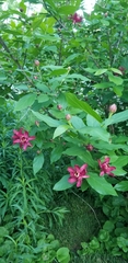 Calycanthus