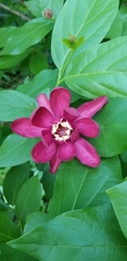Calycanthus
