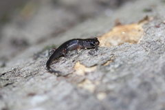 Plethodon shermani