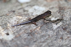 Plethodon shermani