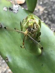 Hylobittacus apicalis