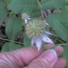 Monarda russeliana