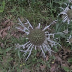 Monarda russeliana