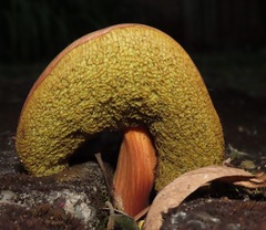 Xerocomellus salicicola