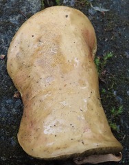 Xerocomellus salicicola