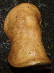 Xerocomellus salicicola