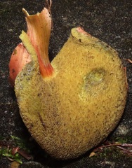 Xerocomellus salicicola