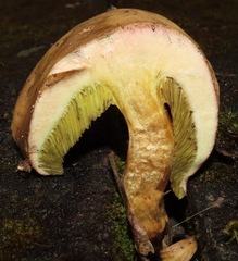 Xerocomellus salicicola