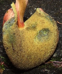 Xerocomellus salicicola