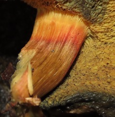 Xerocomellus salicicola
