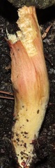 Xerocomellus salicicola