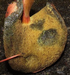 Xerocomellus salicicola