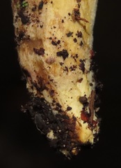 Xerocomellus salicicola