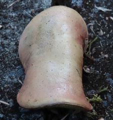 Xerocomellus salicicola