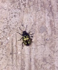 Zygogramma signatipennis