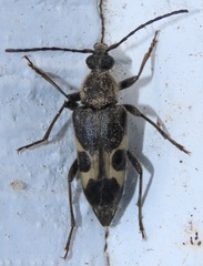 Toxoleptura vexatrix
